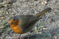 Erithacus rubecula