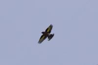 Carduelis carduelis