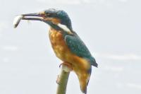 Alcedo atthis