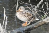 Anas platyrhynchos