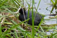 Fulica atra