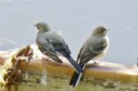 Motacilla alba alba