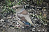 Coccothraustes coccothraustes