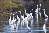 Ardea alba