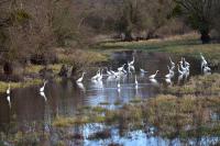Ardea alba