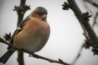 Fringilla coelebs