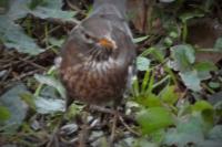 Turdus merula