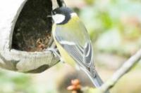 Parus major