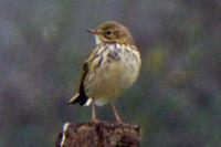 Anthus pratensis