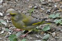 Chloris chloris