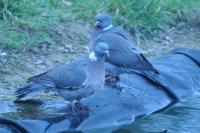 Columba palumbus
