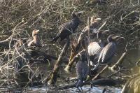 Phalacrocorax carbo