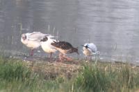 Calidris pugnax
