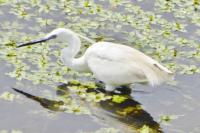 Egretta garzetta