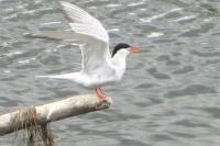 Sterna hirundo