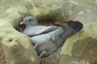Columba oenas