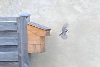 Parus major