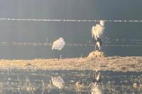Platalea leucorodia