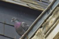 Columba livia