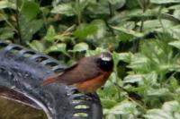 Phoenicurus phoenicurus