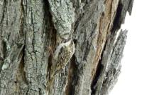 Certhia brachydactyla