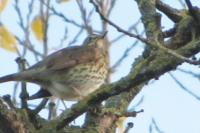 Turdus philomelos