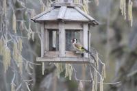 Carduelis carduelis