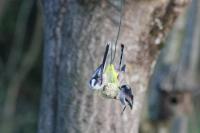 Aegithalos caudatus
