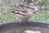 Coccothraustes coccothraustes