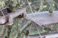 Chloris chloris