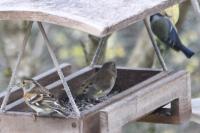 Fringilla montifringilla