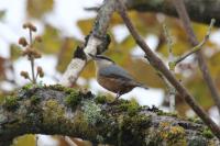 Sitta europaea