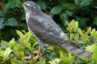 Accipiter nisus