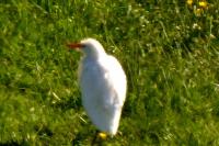 Bubulcus ibis