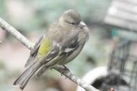 Fringilla coelebs