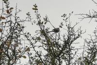 Aegithalos caudatus