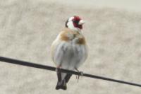 Carduelis carduelis