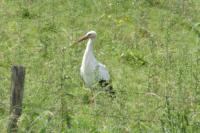 Ciconia ciconia