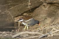 Gallinula chloropus