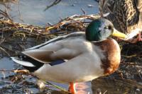 Anas platyrhynchos
