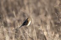 Emberiza schoeniclus