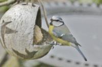 Cyanistes caeruleus
