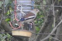 Coccothraustes coccothraustes