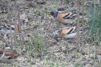 Fringilla montifringilla