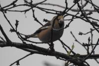 Coccothraustes coccothraustes