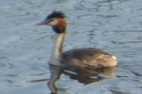 Podiceps cristatus