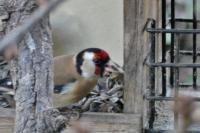 Carduelis carduelis