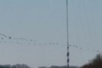 Grus grus