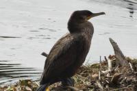 Phalacrocorax carbo