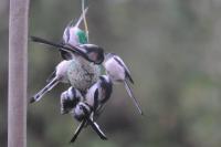 Aegithalos caudatus